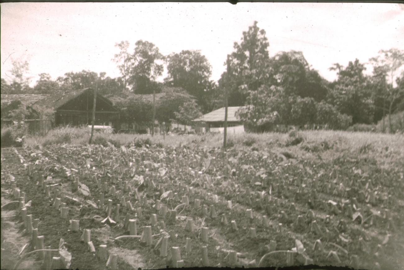 BD/309/284 -
Akkerbouw in Ransiki