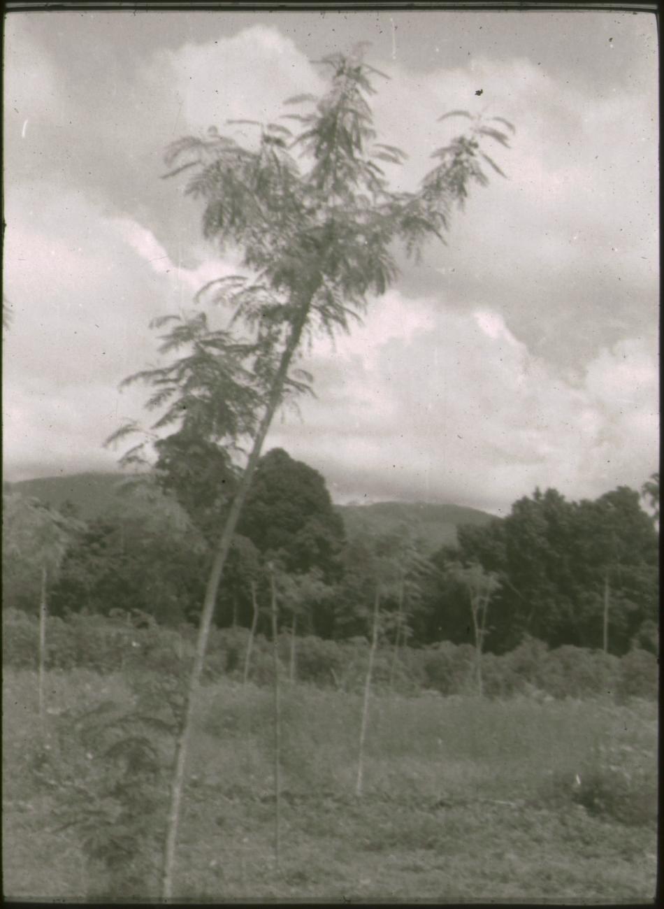 BD/309/296 - 
Landschap in Ransiki
