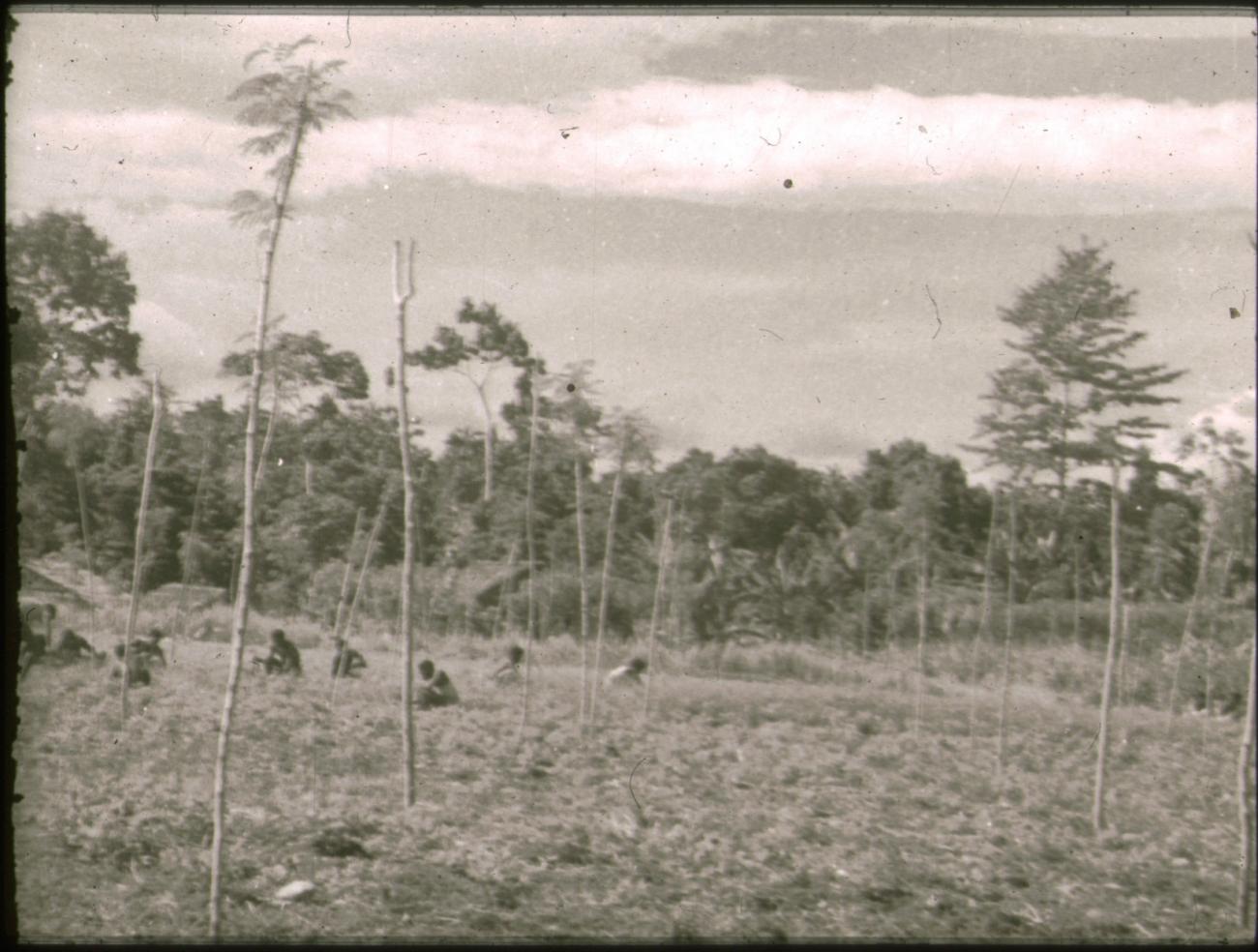BD/309/304 -
Landbouwwerkzaamheden in Ransiki