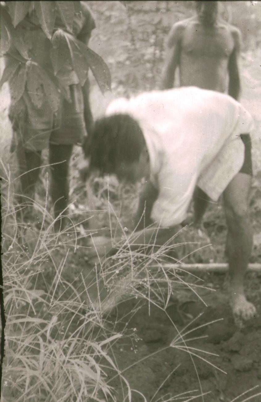 BD/309/316 -
Goten worden gegraven voor het bevloeien van de cacaoplantage
