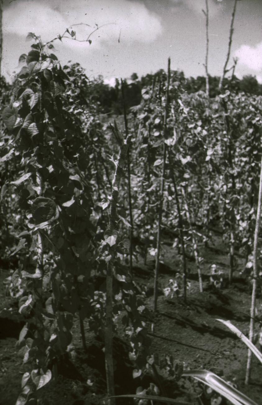 BD/309/380 - 
Aanplant in het dorp Susumuk
