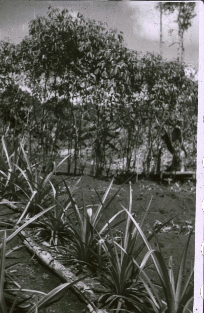 BD/309/381 - 
Aanplant in het dorp Susumuk
