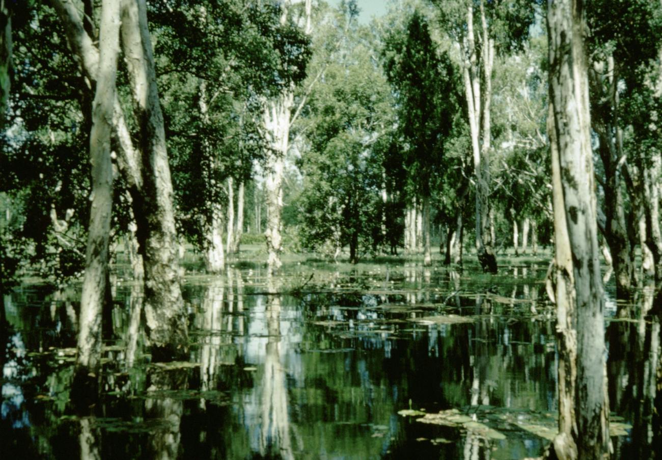 BD/66/136 - 
Mangrove
