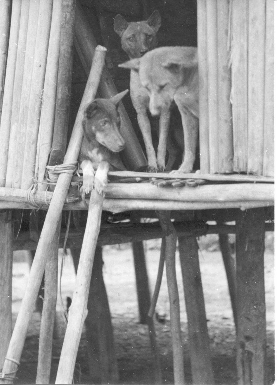 BD/66/305 - 
Honden in paalwoning
