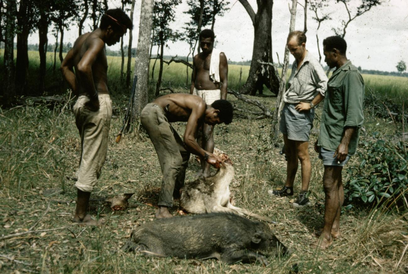 BD/66/34 - 
Inspection of the spoils after a pig hunt
