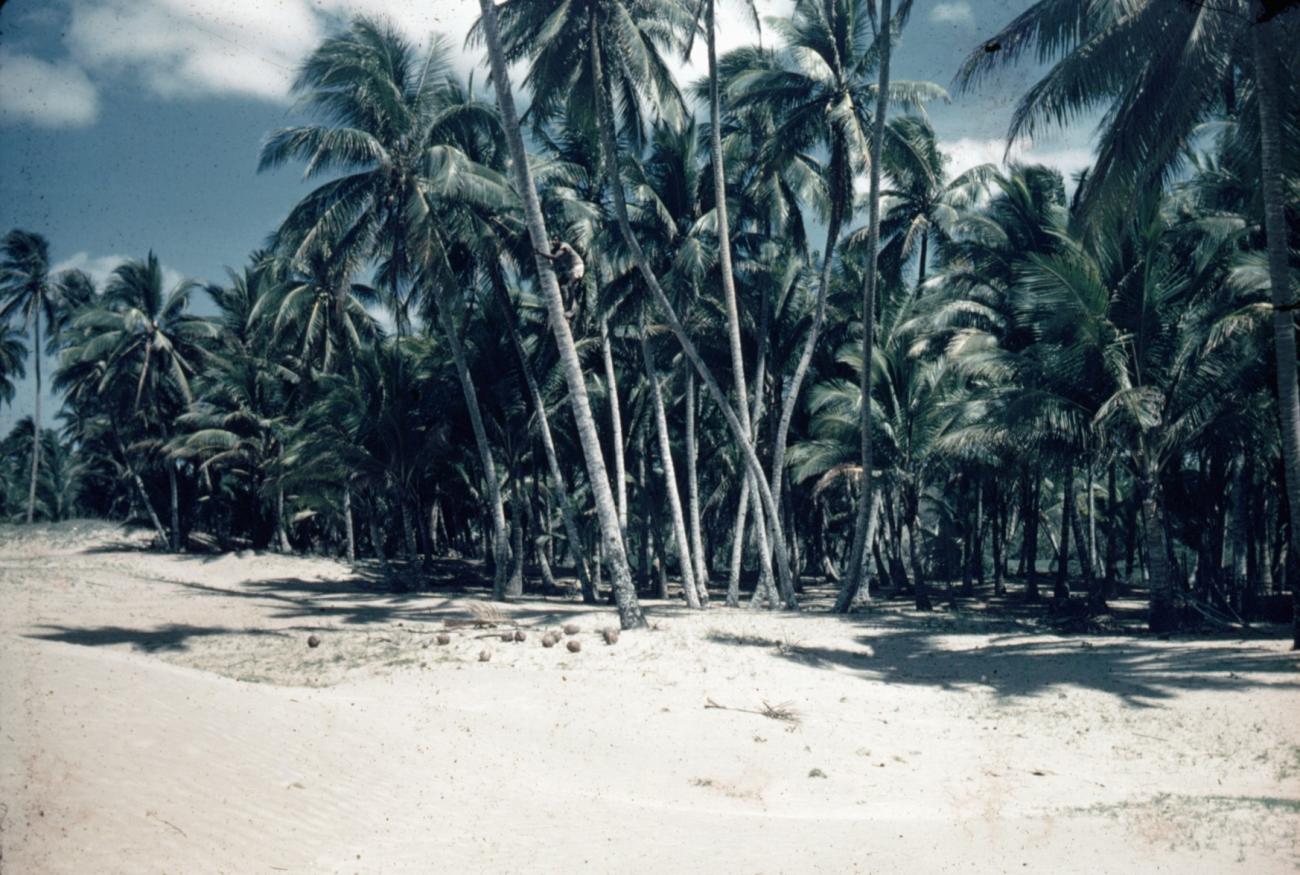 BD/66/37 - 
Beach with palm trees
