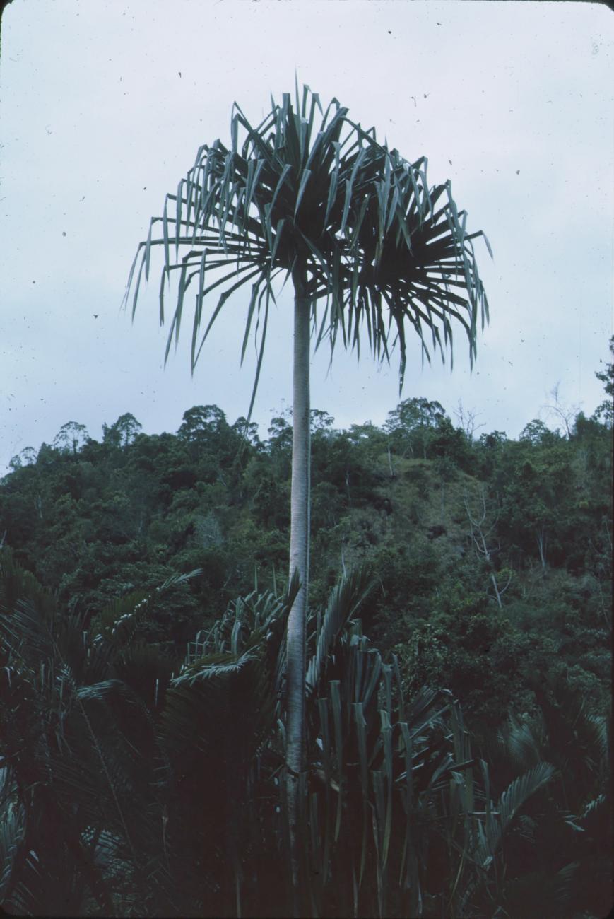 BD/171/135 - 
Palmboom.
