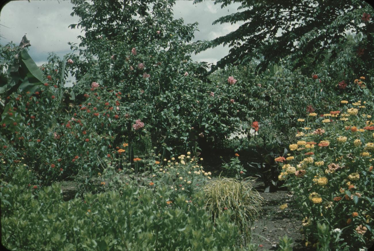 BD/171/192 - 
Bloeiende planten.
