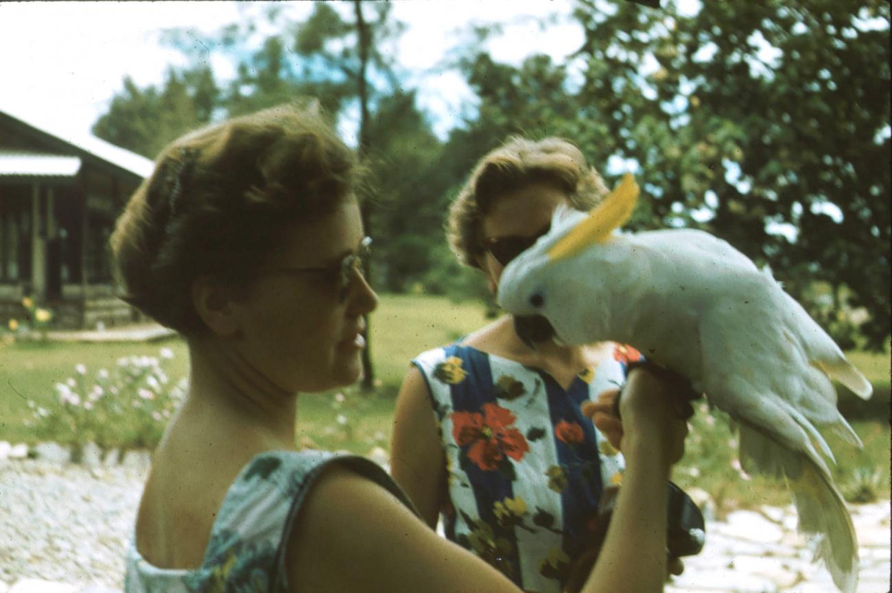 BD/171/506 - 
Westerse vrouwen met vogel.
