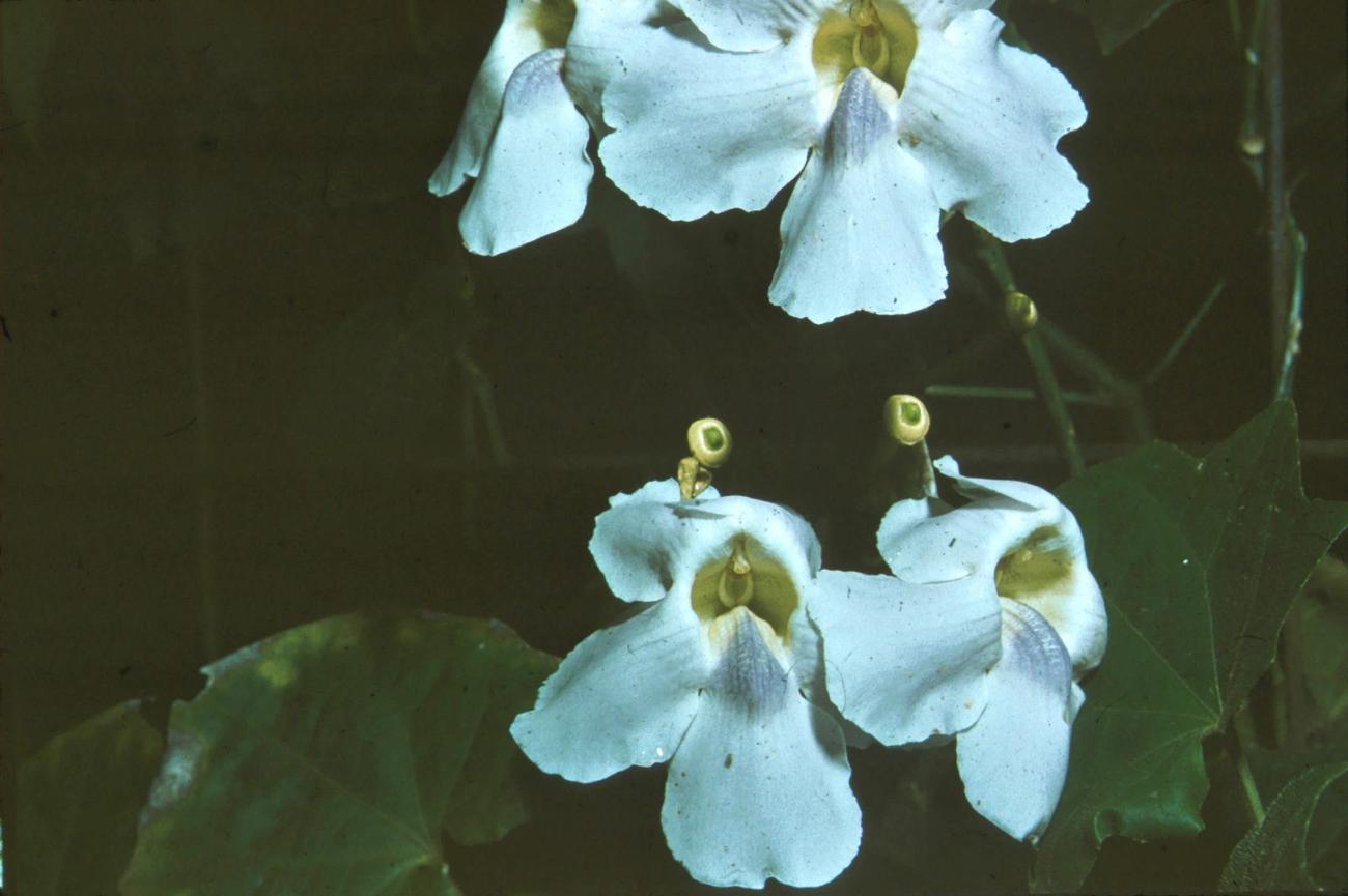BD/171/1108 -
Plant met bloesem