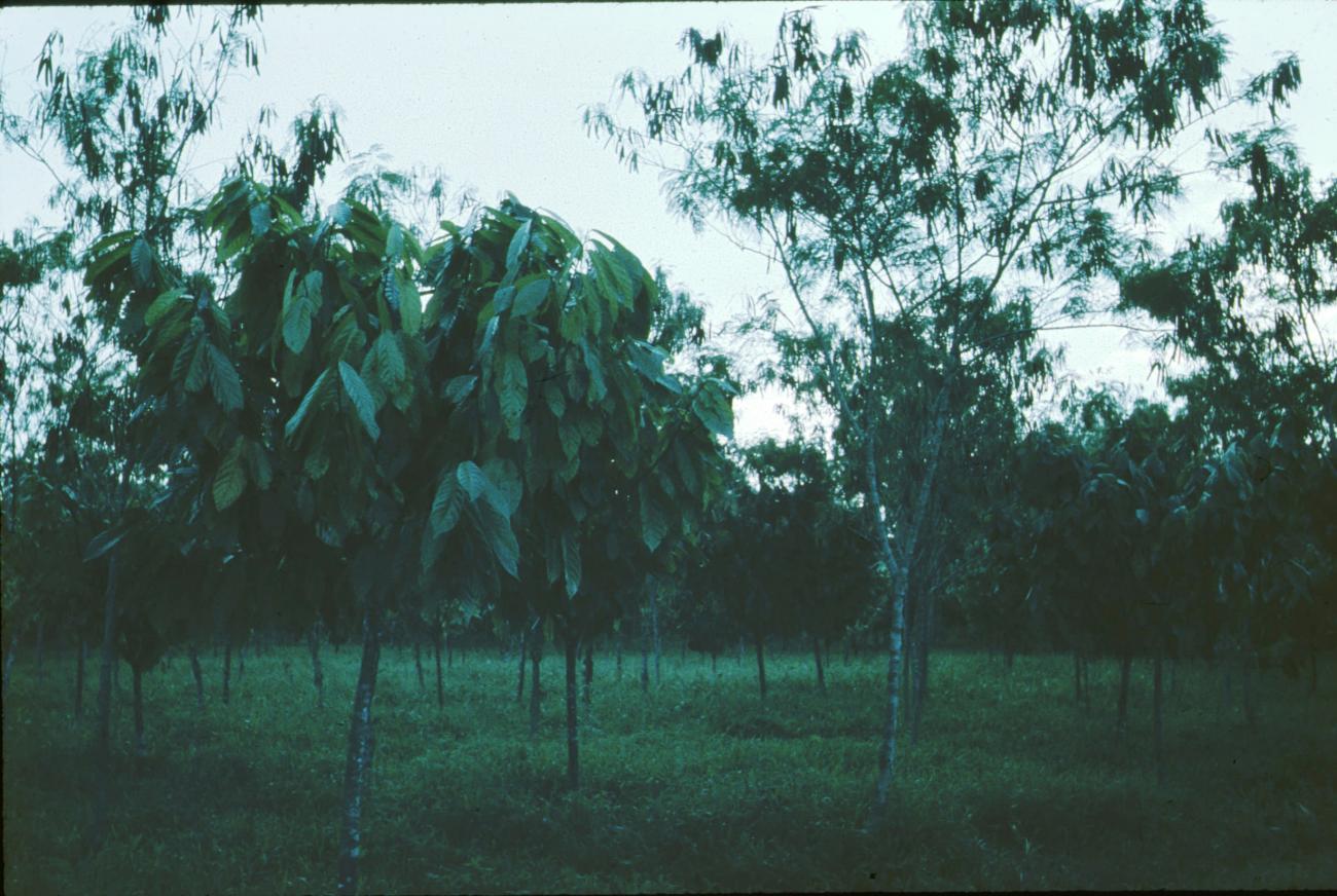 BD/171/1250 - 
Bomen

