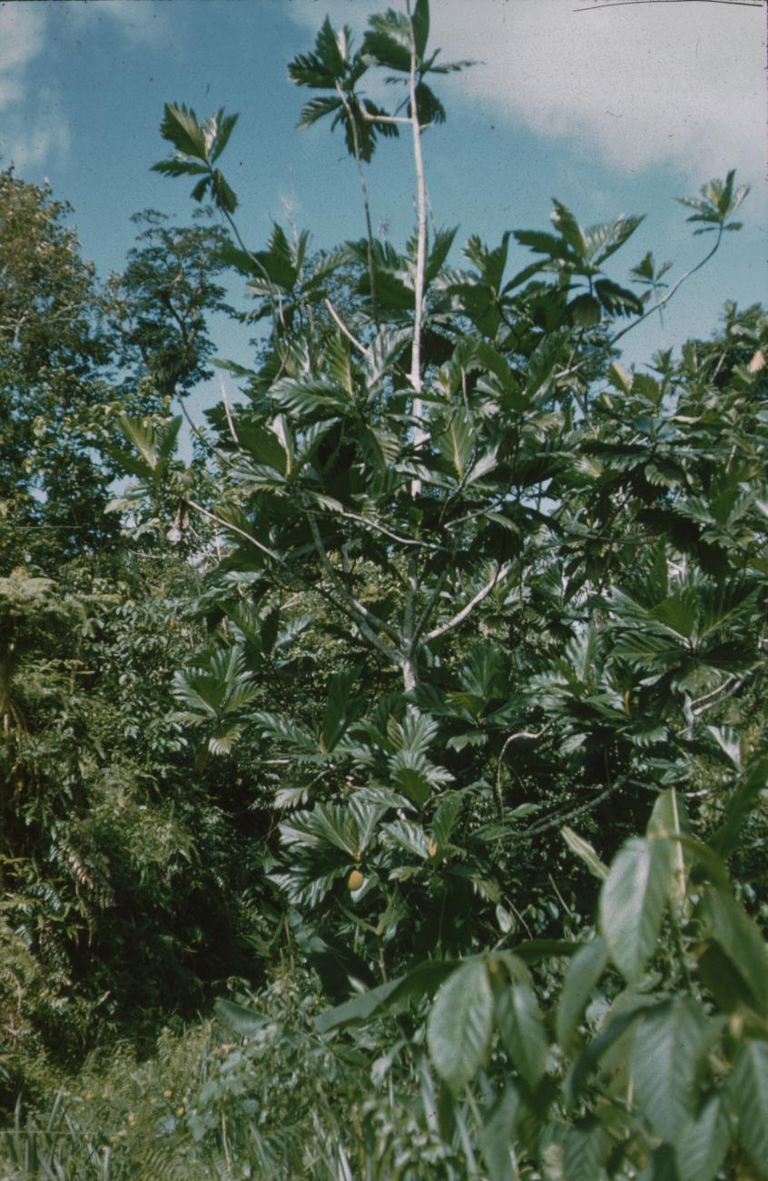 BD/171/610 - 
Natuur, bomen.
