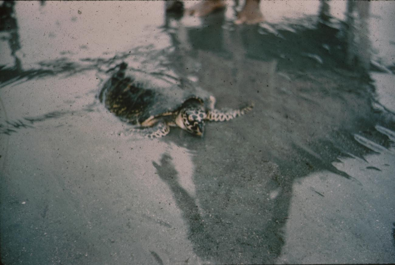BD/171/798 -
Schildpad