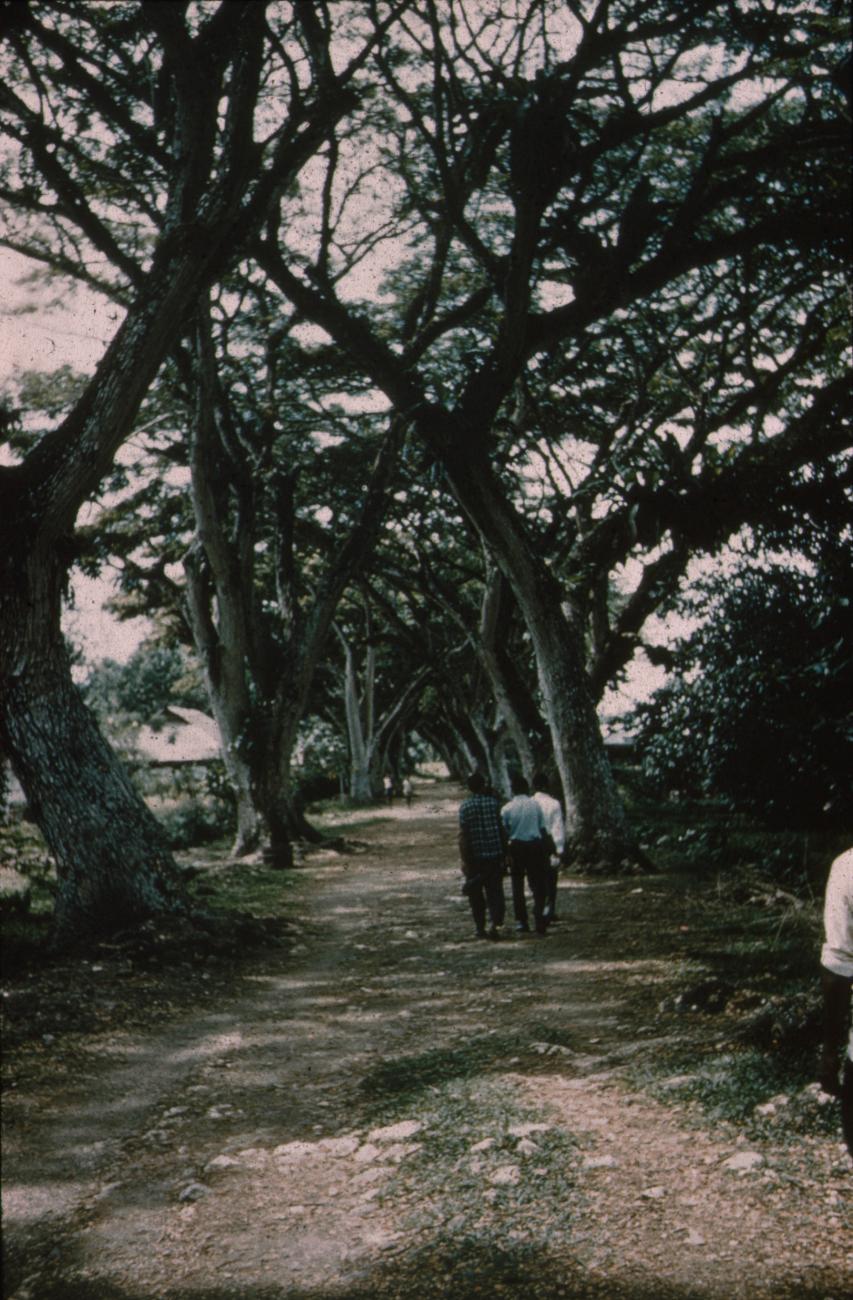 BD/171/812 -
Weg met bomen aan de kant