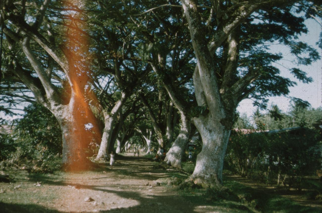 BD/171/813 -
Weg met bomen aan de kant