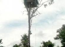 Life up in a  Korowai tree house