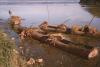 BD/132/170 jongen naast drie prauwen met houttrossen in water