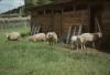 BD/132/195 schapen voor een schuur