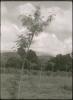 BD/309/296 Landschap in Ransiki