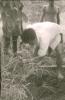 BD/309/316 Goten worden gegraven voor het bevloeien van de cacaoplantage